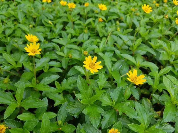 Como Plantar Margaridinha Amarela em Mini Vasos e Preço | Mundo Ecologia