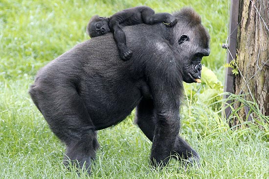 Mãe Gorila com seu Filhote