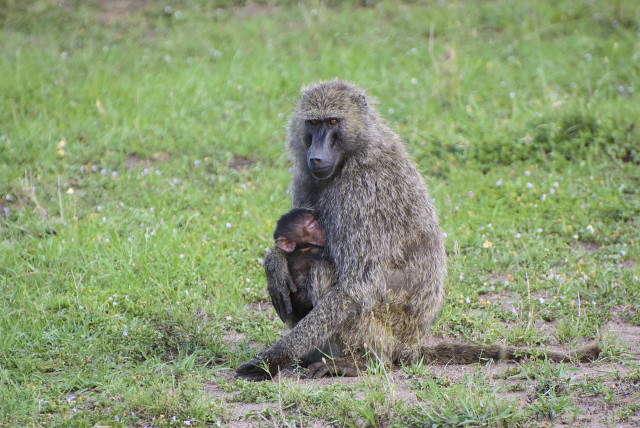 Mãe com Filhote de Babuíno Anúbis