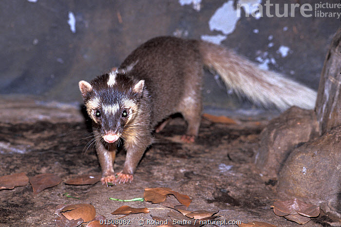 Texugo Burmese Ferret-Badger: Características, Peso, Tamanho e Fotos