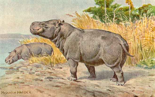 Metaminodontes
