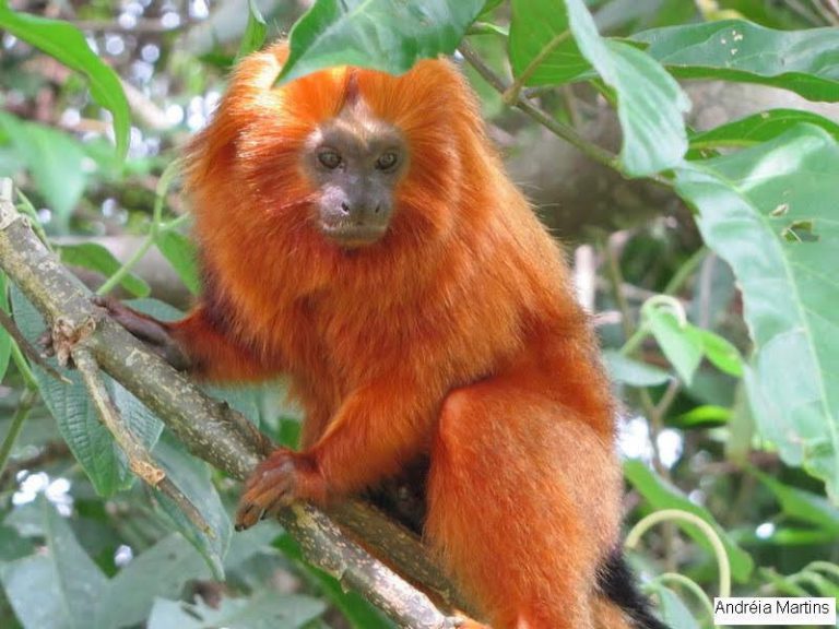 Como o Mico-Leão-Dourado se Defende de Seus Predadores? | Mundo Ecologia