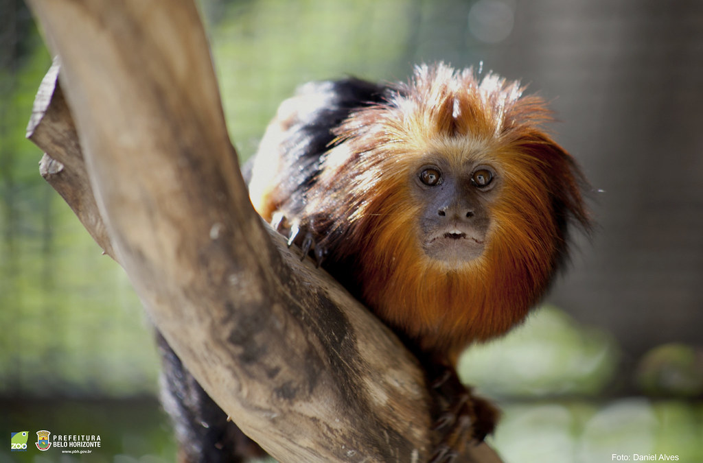 Como o Mico-Leão-Dourado se Defende de Seus Predadores? | Mundo Ecologia
