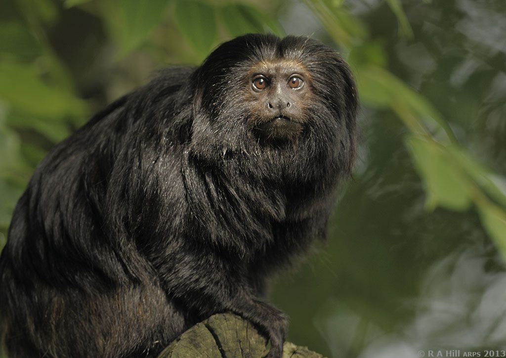 Mico-Leão-Preto: Características, Nome Cientifico, Habitat e Fotos