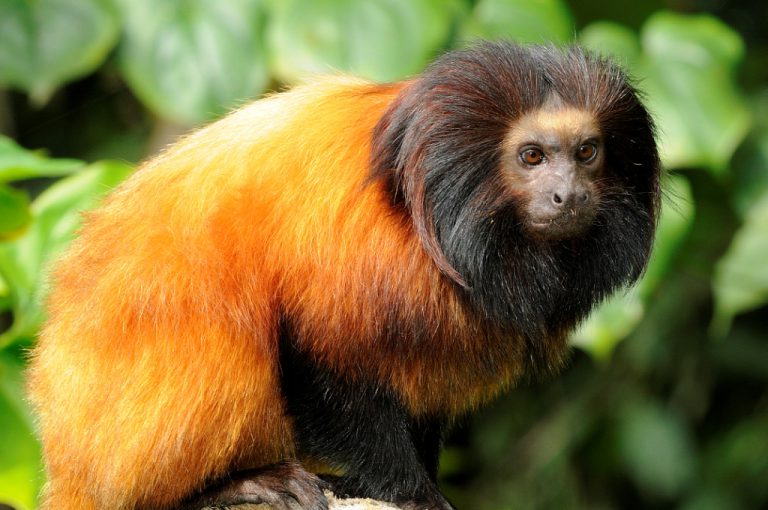Como o MicoLeãoDourado se Defende de Seus Predadores? Mundo Ecologia Como o MicoLeãoDourado se Defende de Seus Predadores? Mundo Ecologia