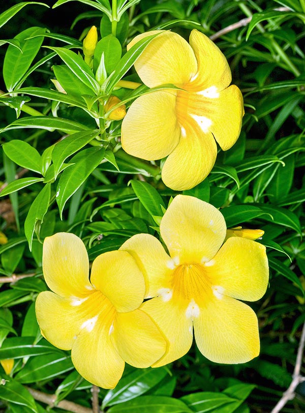 Mini Alamanda: Tamanho, Diferenças Para a Comum e Fotos