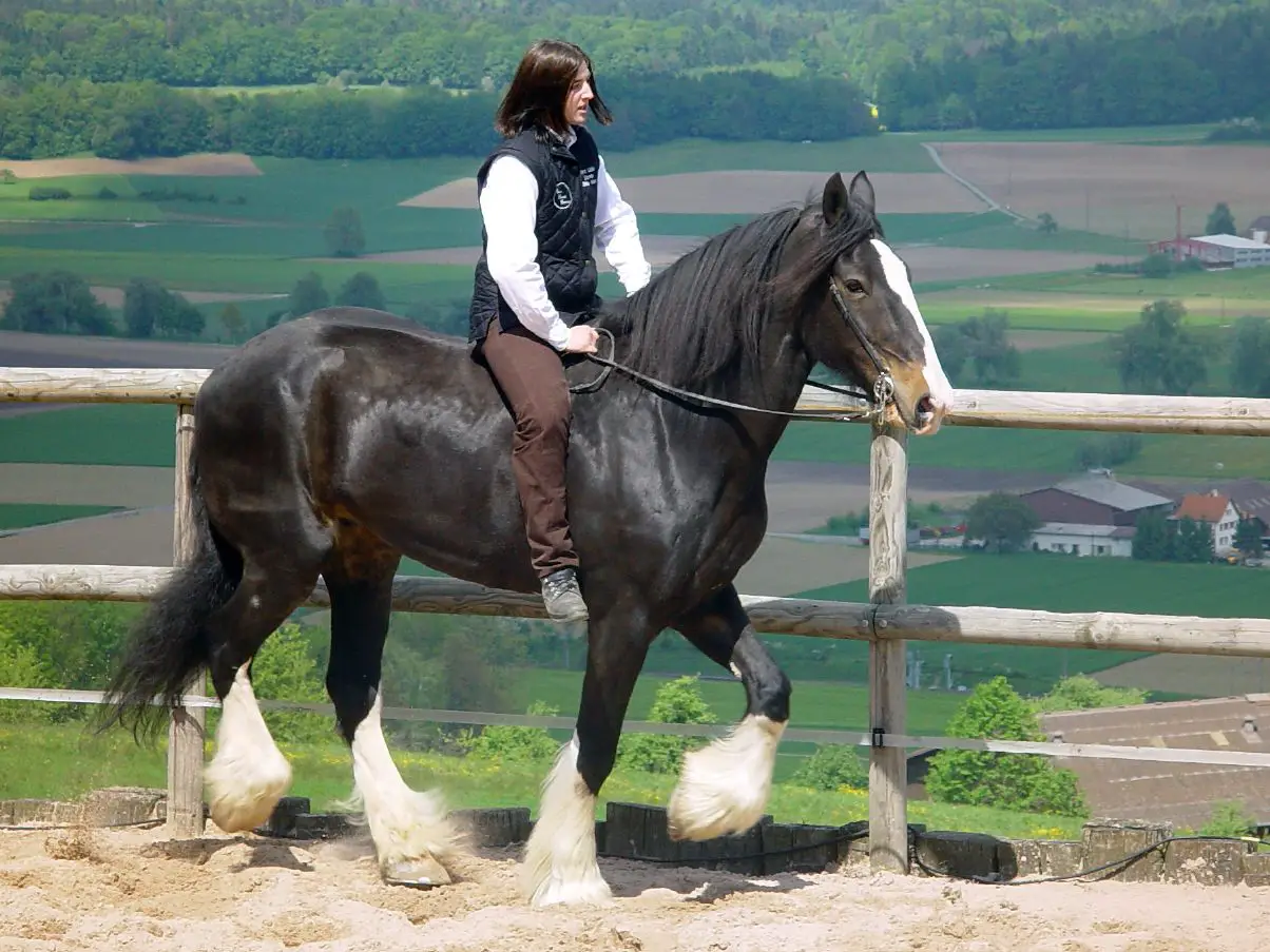 Montando um Cavalo Shire 