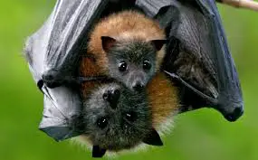 Morcego Raposa Com o Filhote 