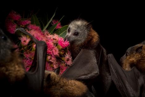 Morcego Raposa Polinizando