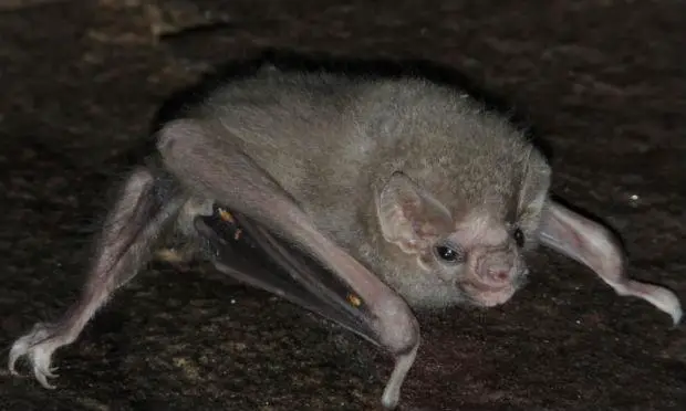 Morcegos-de-Pernas-Peludas 