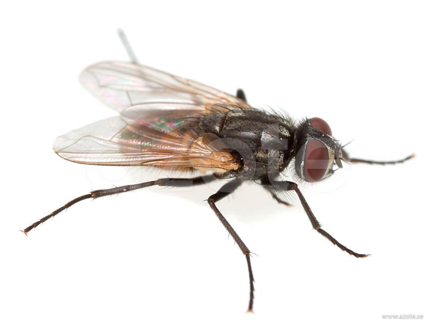 Mosca Doméstica: Curiosidades, o que Atrai e Imagens | Mundo Ecologia