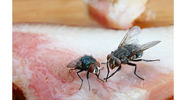 Mosca Doméstica no Alimento