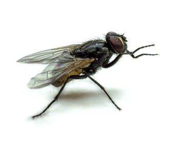 Mosca Doméstica