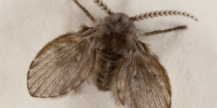 Mosca Dos Filtros: Características, Como Evitar, Habitat E Fotos