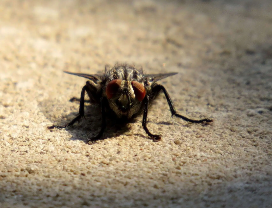 Mosca Fotografada de Frente