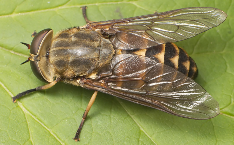 Mosca Mutuca de Cavalo: Curiosidades, O Que Atrai e Imagens