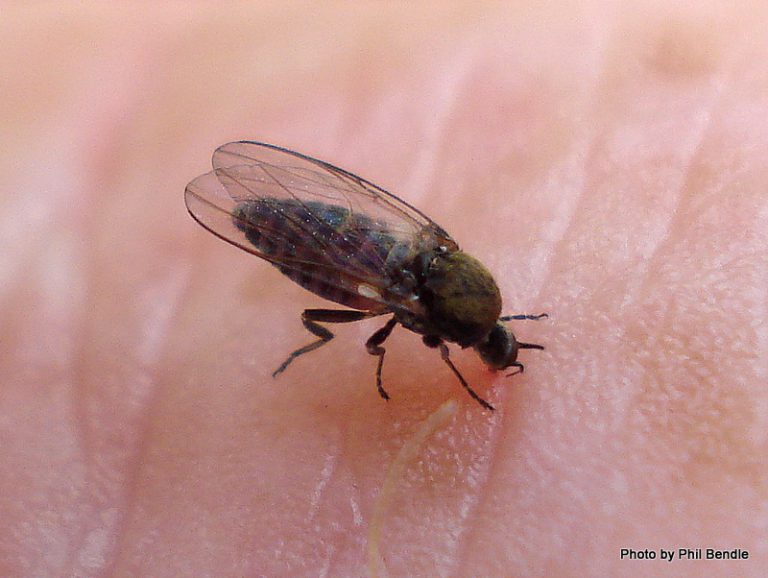 Mosca Da Areia Caracter sticas Como Evitar Habitat E Fotos Mundo mosca-da-areia-caracter-sticas-como-evitar-habitat-e-fotos-mundo