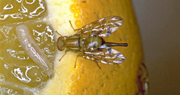 Mosca da Fruta Caracter sticas Como Evitar Habitat E Fotos Mundo Mosca da Fruta Caracter sticas Como Evitar Habitat E Fotos Mundo