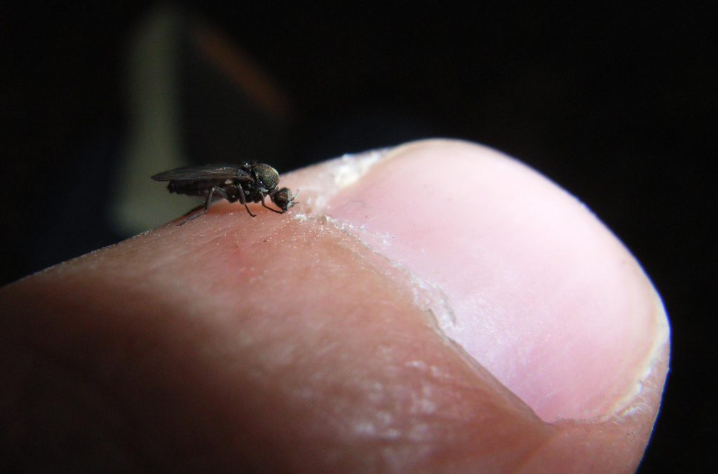Mosca Da Areia Caracter sticas Como Evitar Habitat E Fotos Mundo mosca-da-areia-caracter-sticas-como-evitar-habitat-e-fotos-mundo
