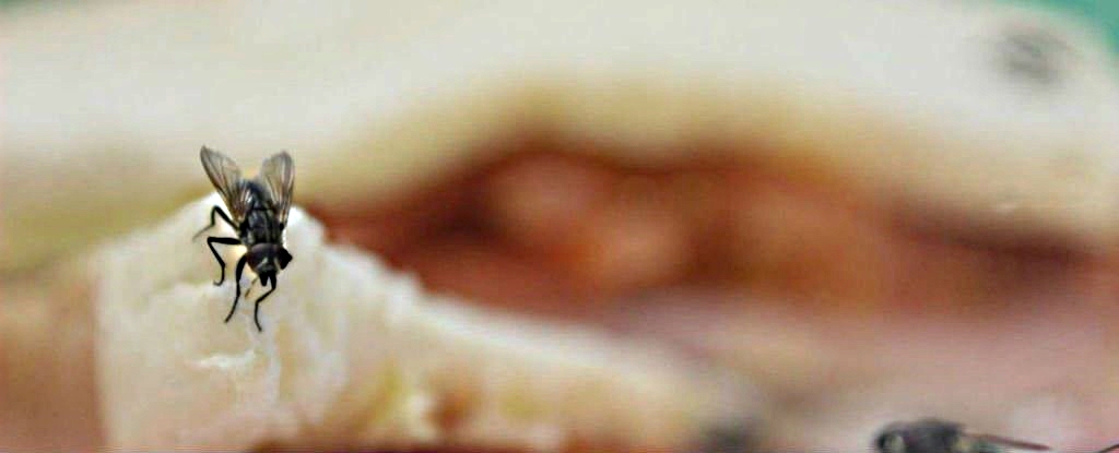 Mosca em Cima da Comida