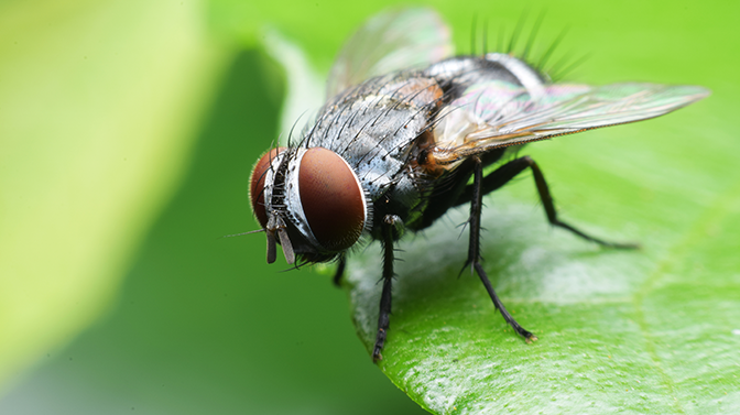 Mosca em Cima de uma Folha Verde