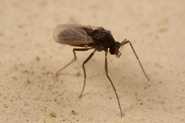 Mosca-Da-Areia: Características, Como Evitar, Habitat e Fotos