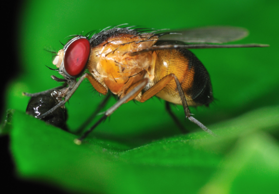 Mosca se Alimentando 