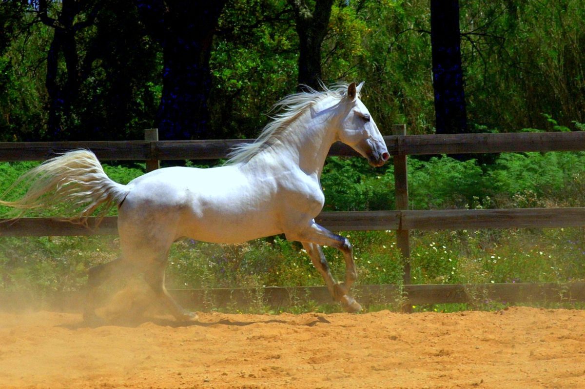 Movimentos do Cavalo Puro Sangue Lusitano