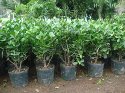 Mudas de Clusia Fluminensis