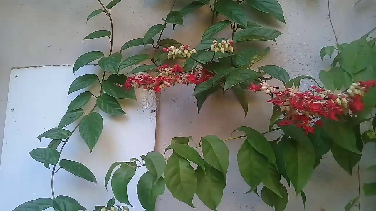 Mudas de Coração-Sangrento