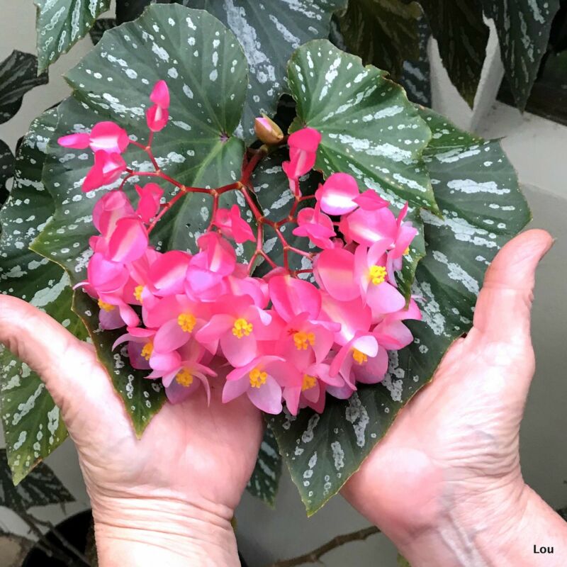 Mulher Segurando a Begonia na Mão