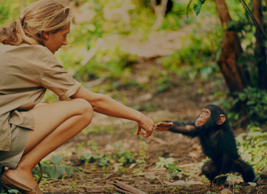 Mulher e Filhote de Chimpanzé Dando as Mãos 