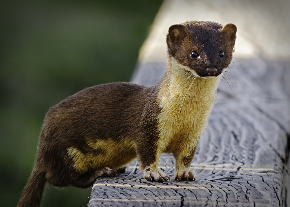 Mustela Frenata