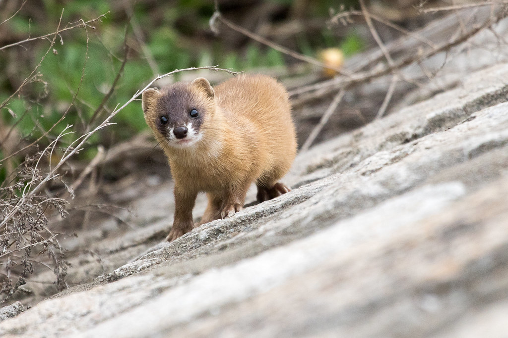 Mustela Sibirica