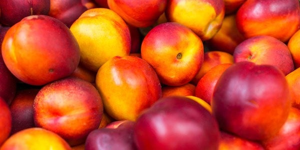 Nectarina Branca de Guapiara: Características, Muda e Fotos