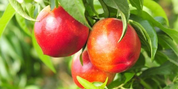 Nectarina Josefina: Características, Nome Científico, Muda e Fotos