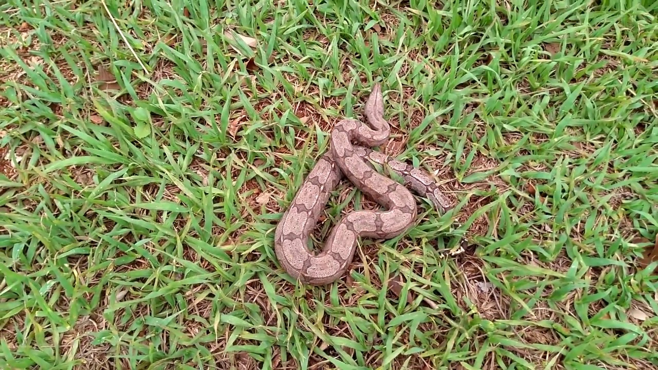 Ninho de Cobra Jiboia do Cerrado