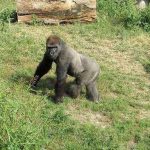 Ninhos de Gorilas