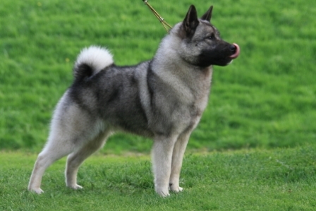 Norsk Elghund Gray