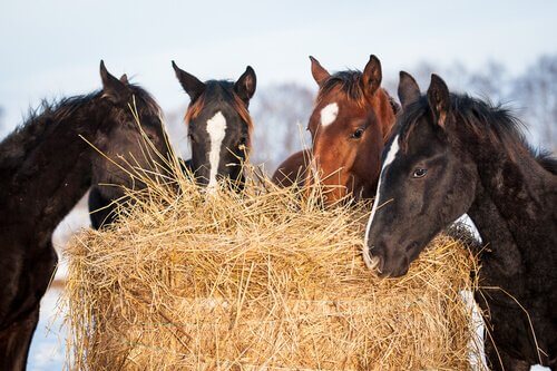 Nutrientes que o Cavalo Precisa