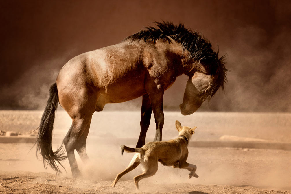 O Cavalo de Guerra