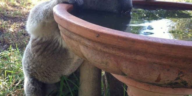 É Verdade que o Coala Não Bebe Água? Por Que? | Mundo Ecologia