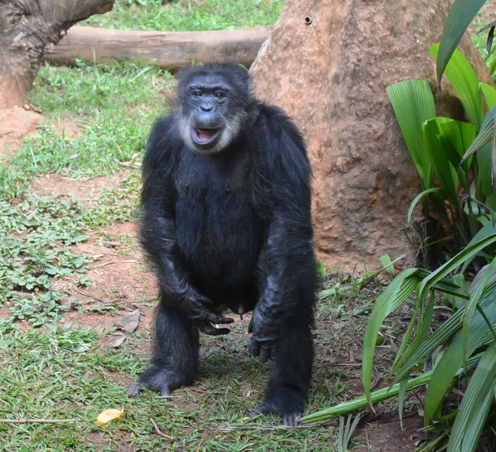 O Comportamento dos Chimpanzés