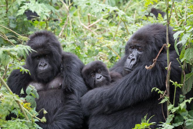 O Comportamento dos Gorilas