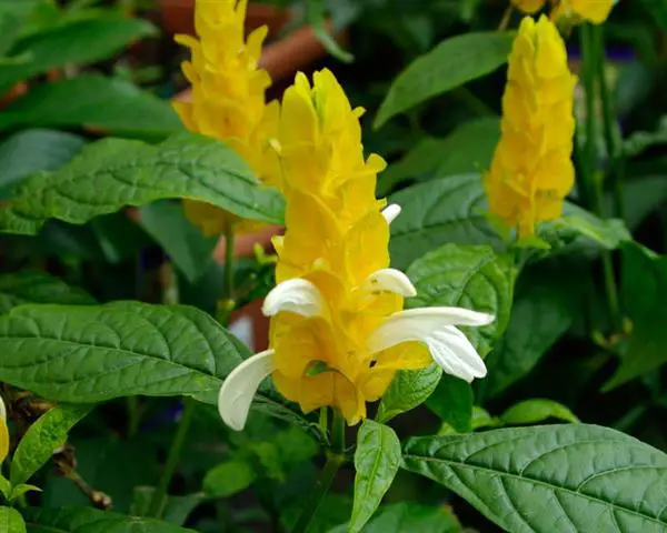 O Cultivo de Flor Camarão