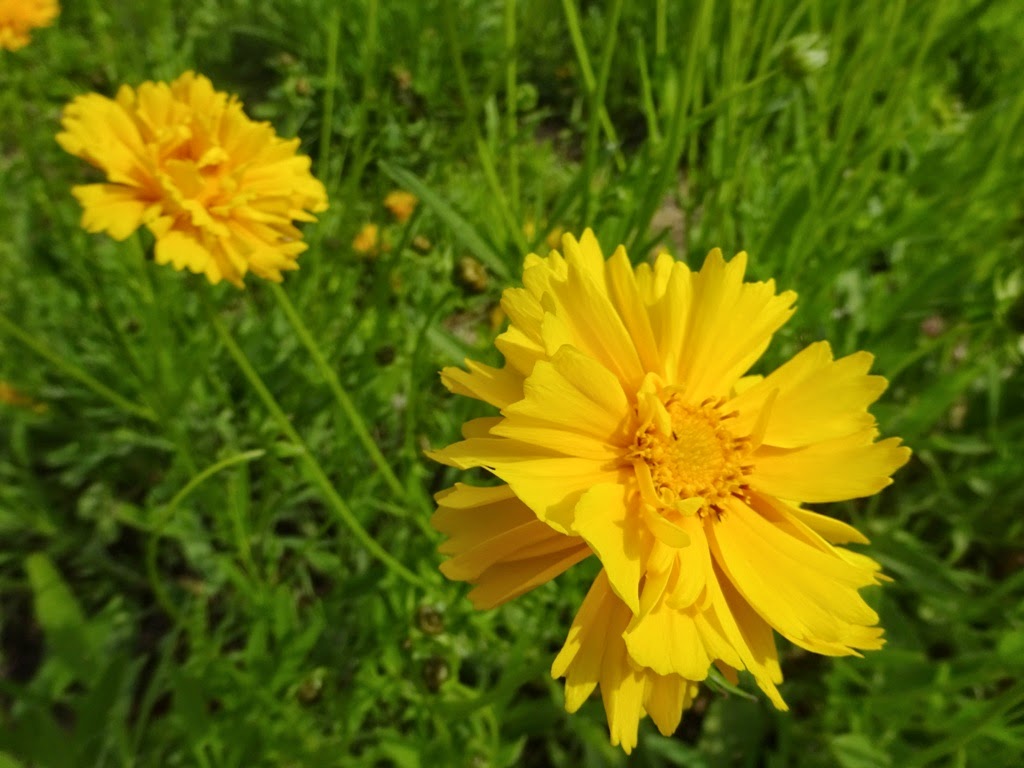 O Cultivo de Flor Coreópsis