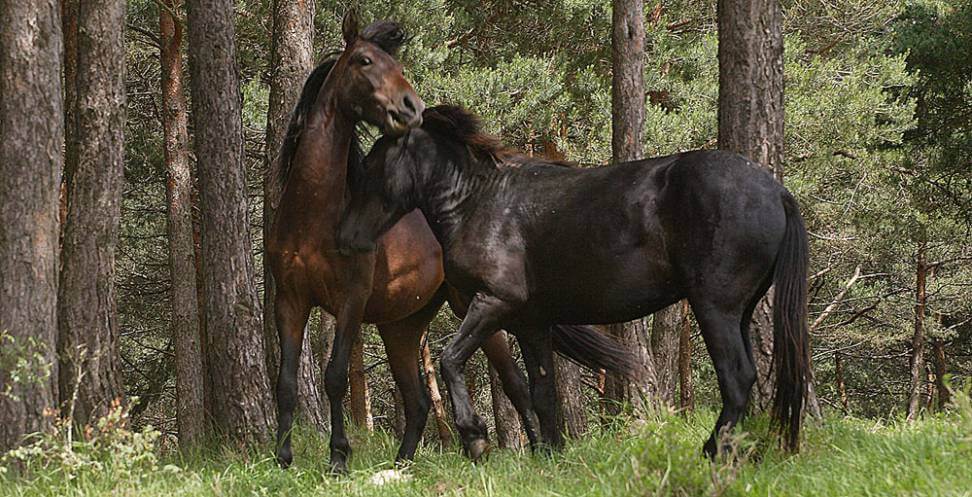 O Físico do Cavalo Losino