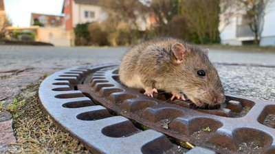 O Físico dos Ratos