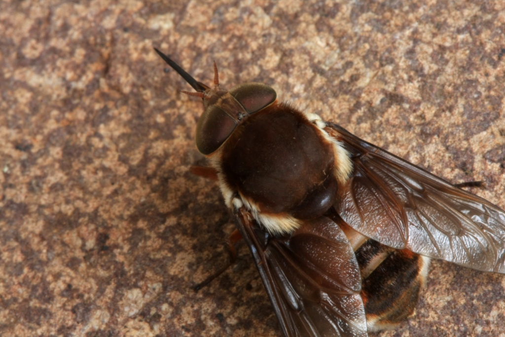 O Habitat da Mosca Mutuca