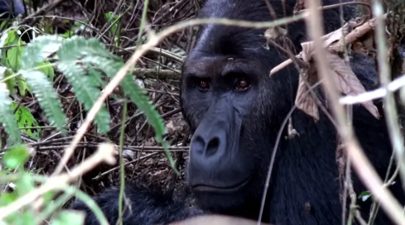 O Primata Gorila-de-Grauer